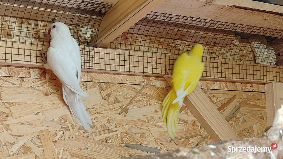 Mnichy Nizinne Wieliczka