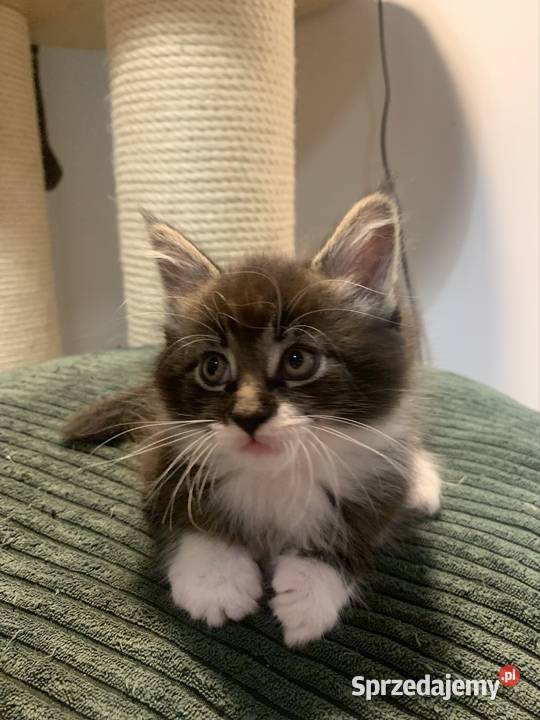 Maine Coon Kocur Czarno Biały Wybitne