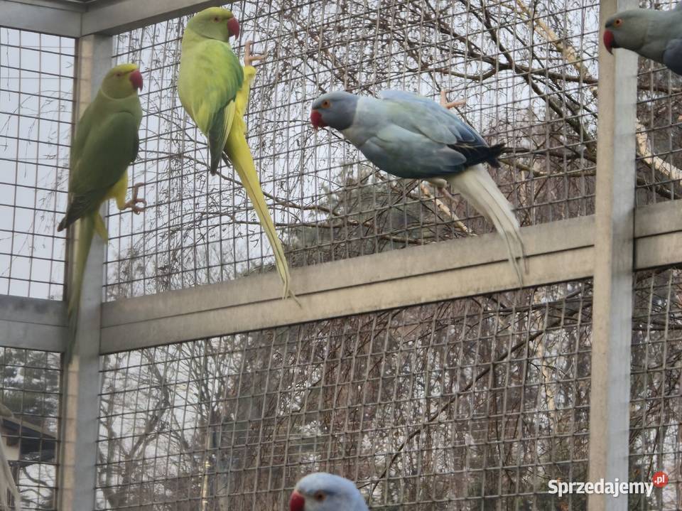 Aleksandretty obrożne mutacje 25r śląskie Rybnik