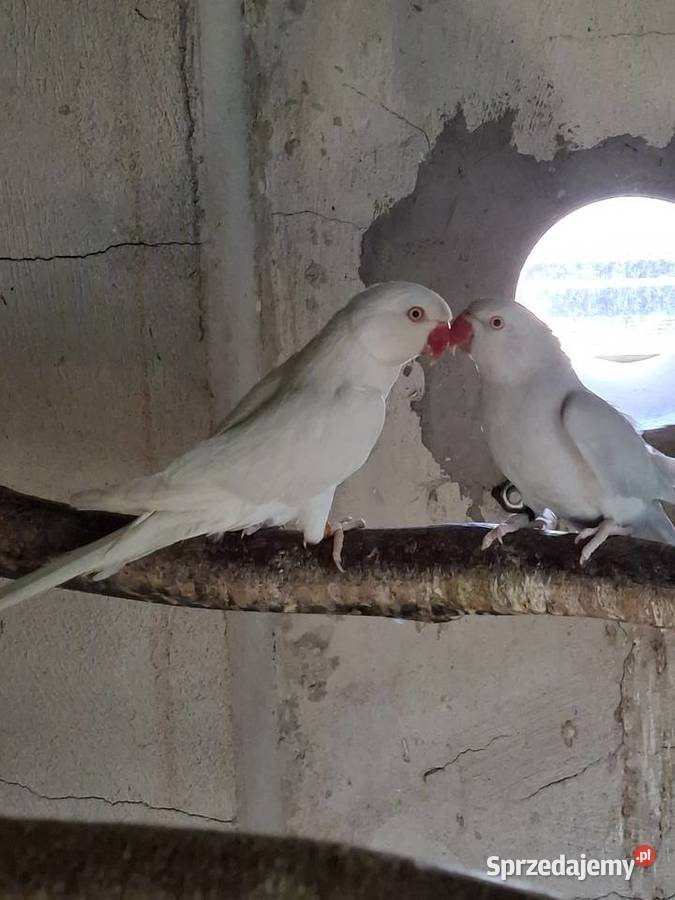 Papugi sprzedam wielkopolskie Miejska Górka