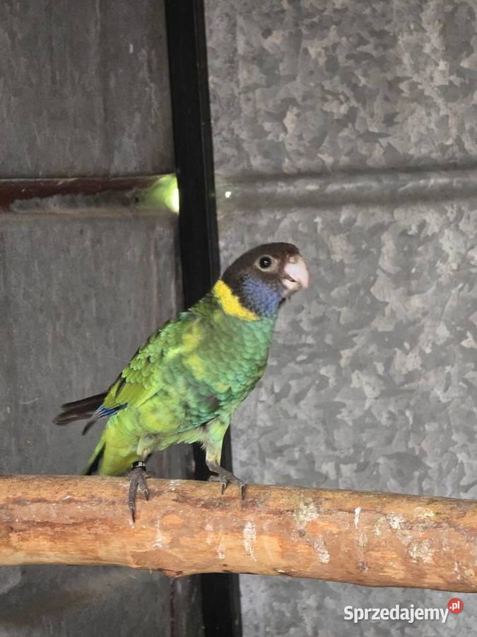 Rozelle czarnogłowe Kragen 2025r podkarpackie