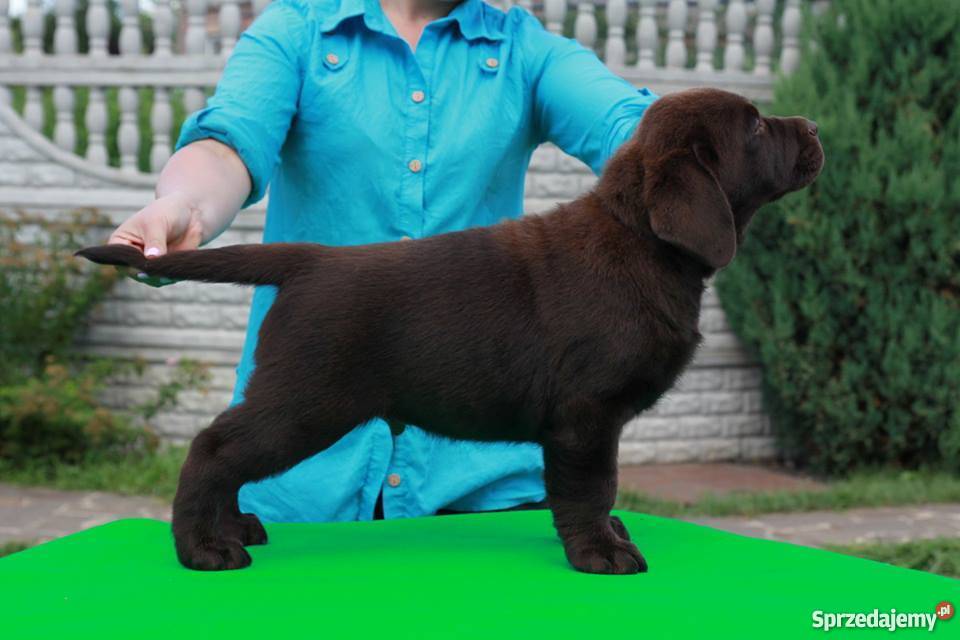 Czekoladowe szczenięta labrador retriever w mazowieckie Warszawa