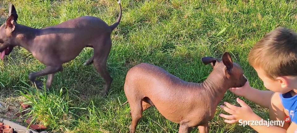 Nagi pies meksykański Psy Radomsko