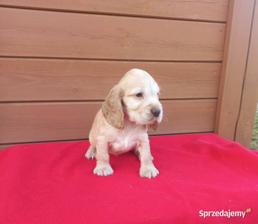 Cocker Spaniel Angielski Suczka Jutrosin sprzedam