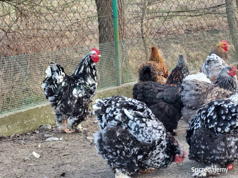 Jaja lęgowe Kochin Olbrzymi Rolnictwo Kramarzówka