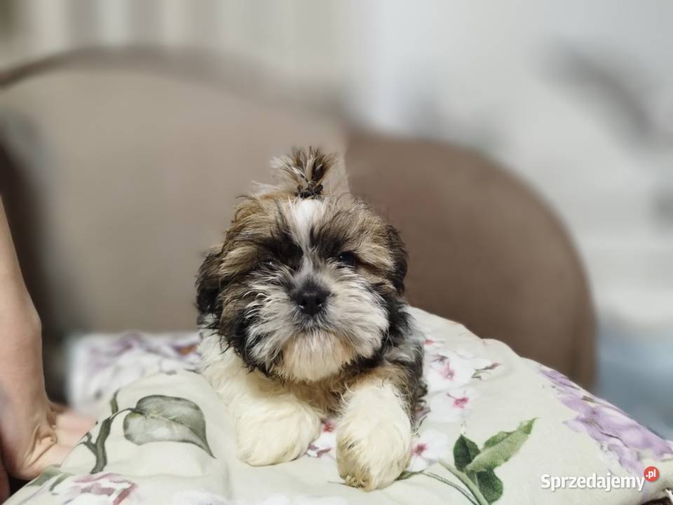 ShihTzu podkarpackie