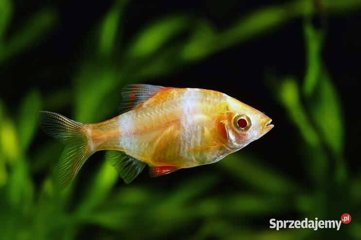 Brzanka sumatrzańska Puntigrus tetrazona ALBINOS pomorskie Gdańsk sprzedam
