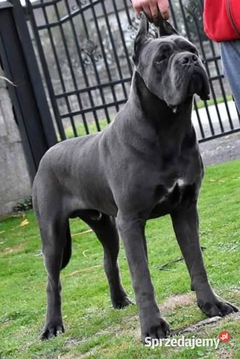 Szczeniaki Cane Corso ZKwP FCI mazowieckie Gończyce
