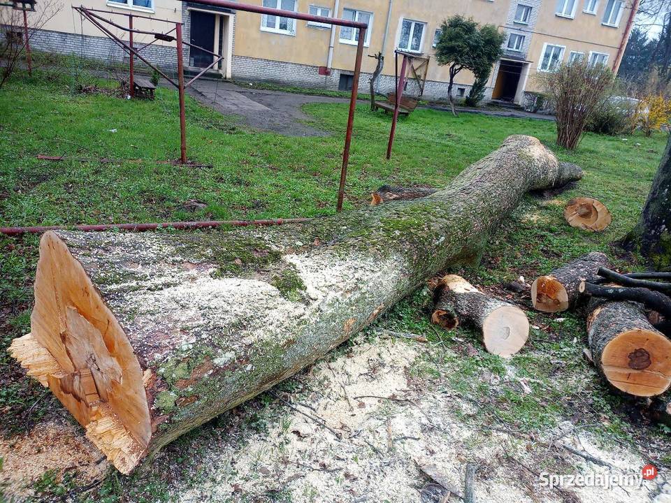 Wycinka drzew Radom