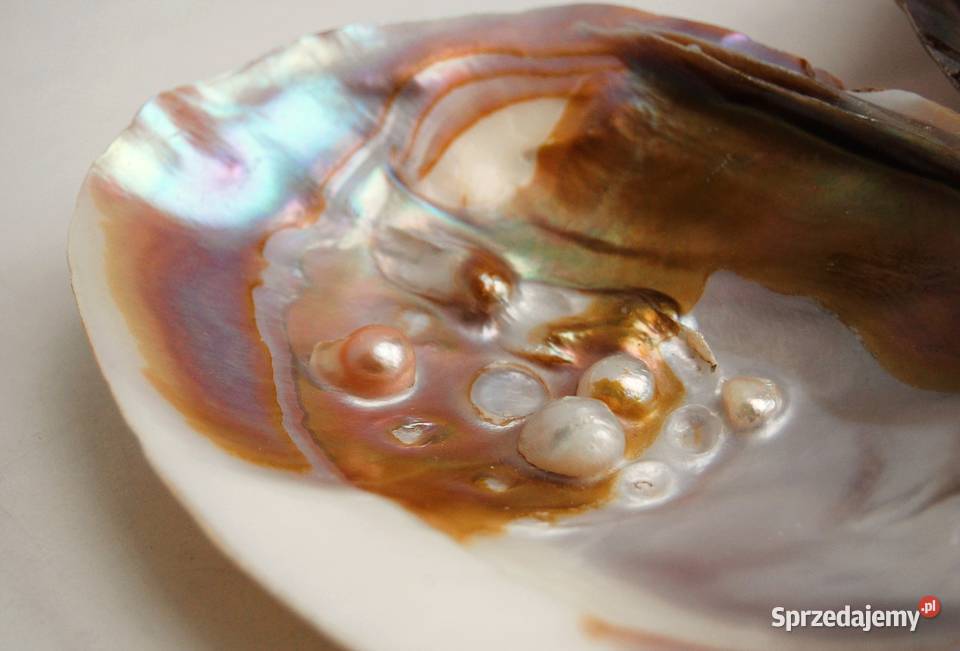 Muszla perłorodna z perłami nienarodzonymi 2 Lublin sprzedam