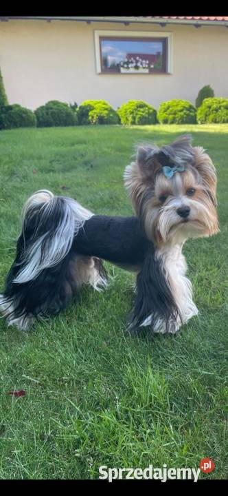 Yorkshire Terrier Biewer Zielona Góra