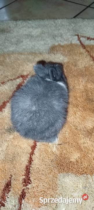 Króliczki miniaturki dolnośląskie Mierzowice sprzedam