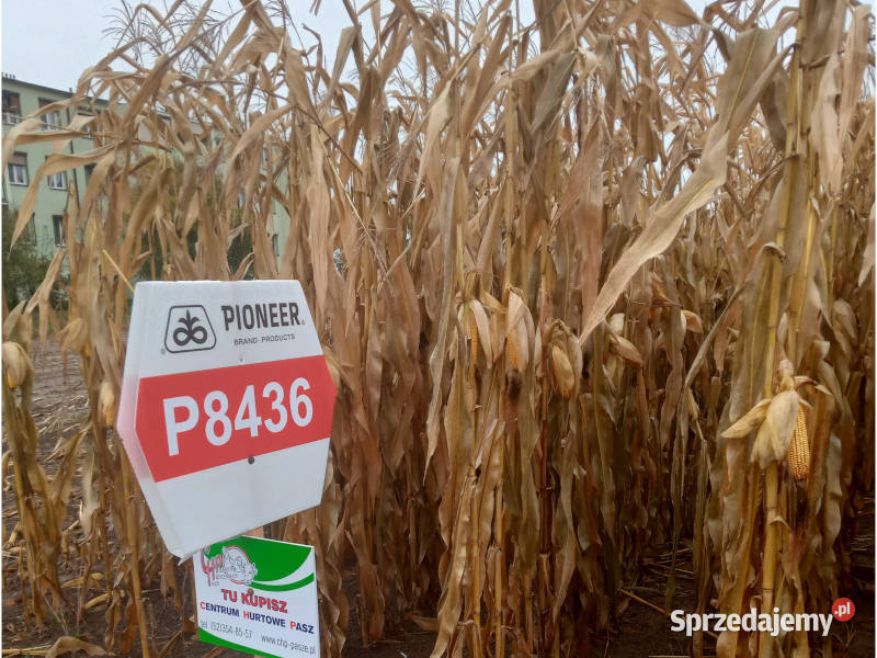 Nasiona kukurydzy Pioneer P8436 FAO Z240 AQUAmax Dąbrowa