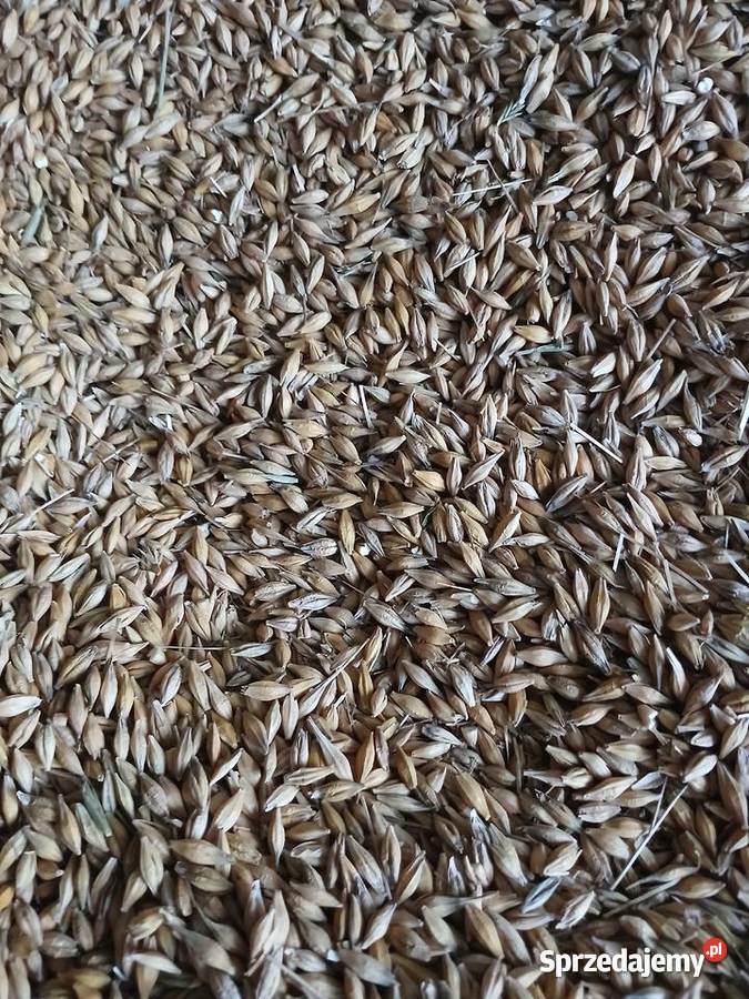 Jęczmień sprzedam Jodłowa