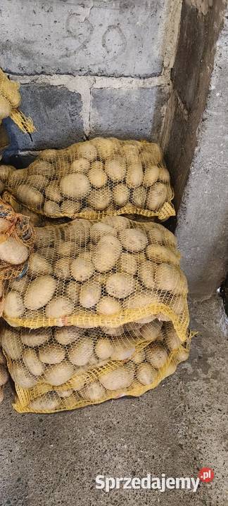 Ziemniaki jadalne odmiany owacja jurek bellaroza Rośliny okopowe Piwoda