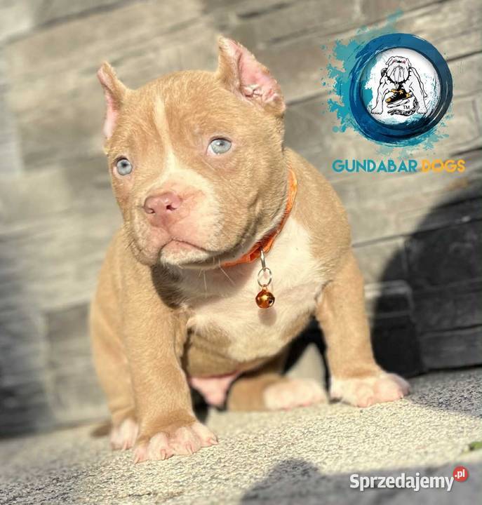 American Bully ABKC pies Koło