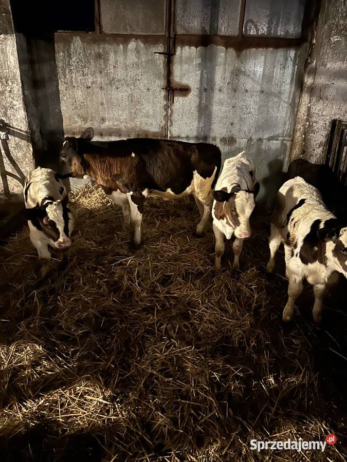 Sprzedam cielaki jałówki cieliczki cielęta Boguszewo