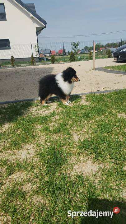 Owczarek szkocki collie ZKwP FCI