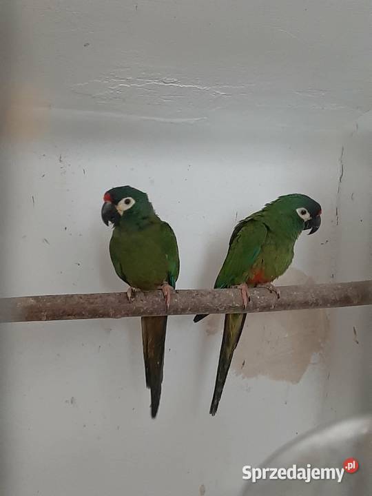 Ary marakany para 2223r Skała