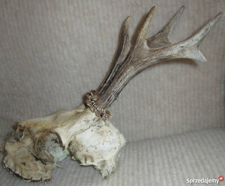 Rogi jelonka z czaszką