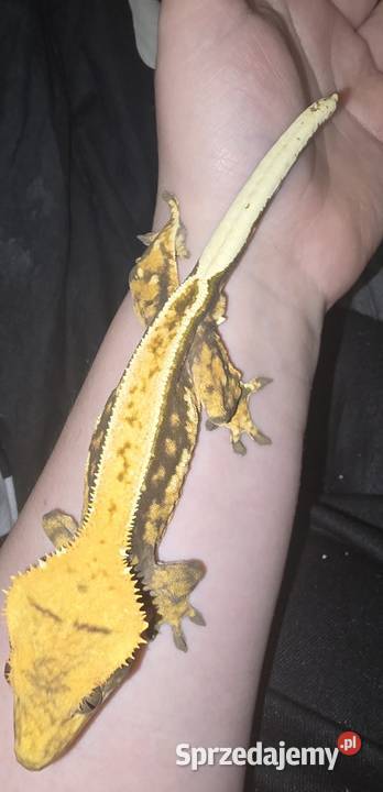 Gekon orzęsiony samiec z OGONEM Gady i płazy Lublin
