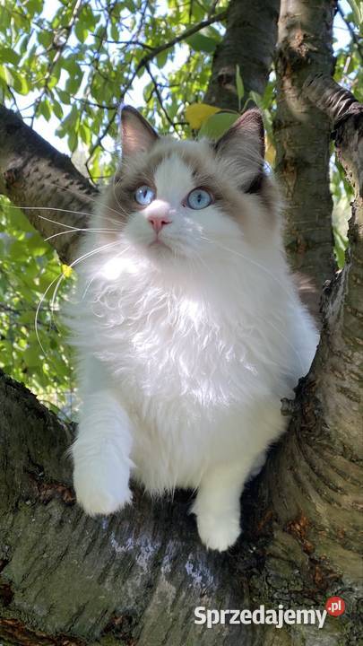 Kocurek Ragdoll FPL Ragdoll Łódź
