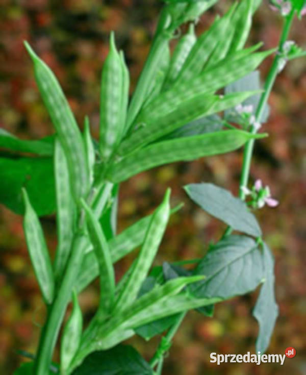 GUAR Cyamopsis tetragonoloba NASIONA 100g Nasiona Lubanie