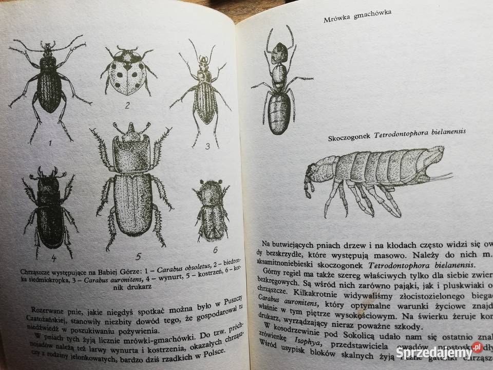 Babia Góra Teofil Wojterski małopolskie Kraków