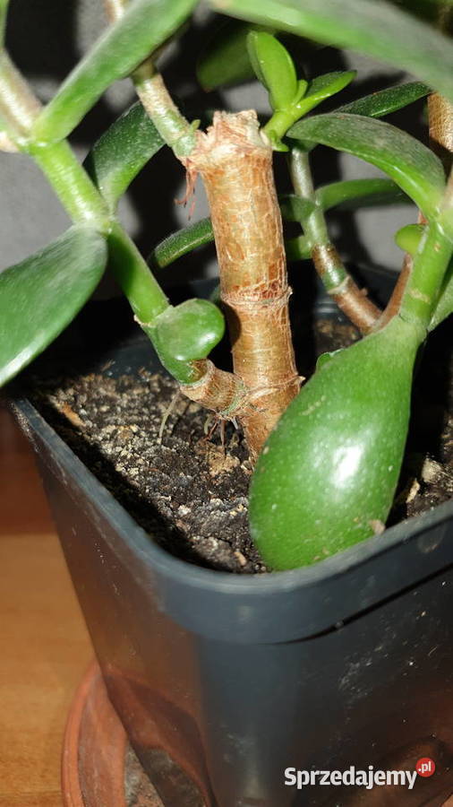 Grubosz crassula ładne drzewko szczęścia Warszawa