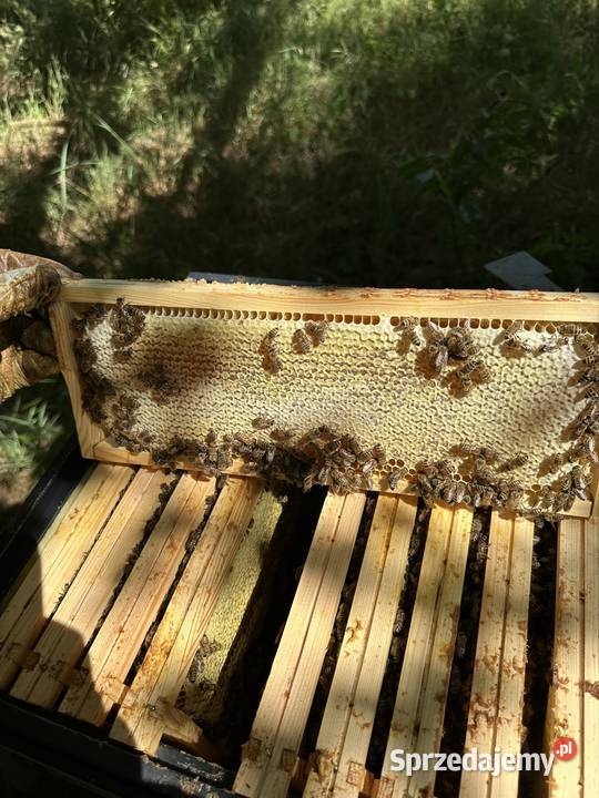 Pasieka na sprzedaż zdrowe i silne pszczoły Pszczelarstwo opolskie Twardawa