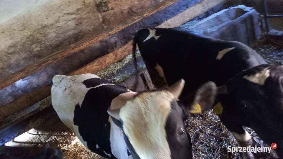 Sprzedam dwa byczki Ostrów Wielkopolski