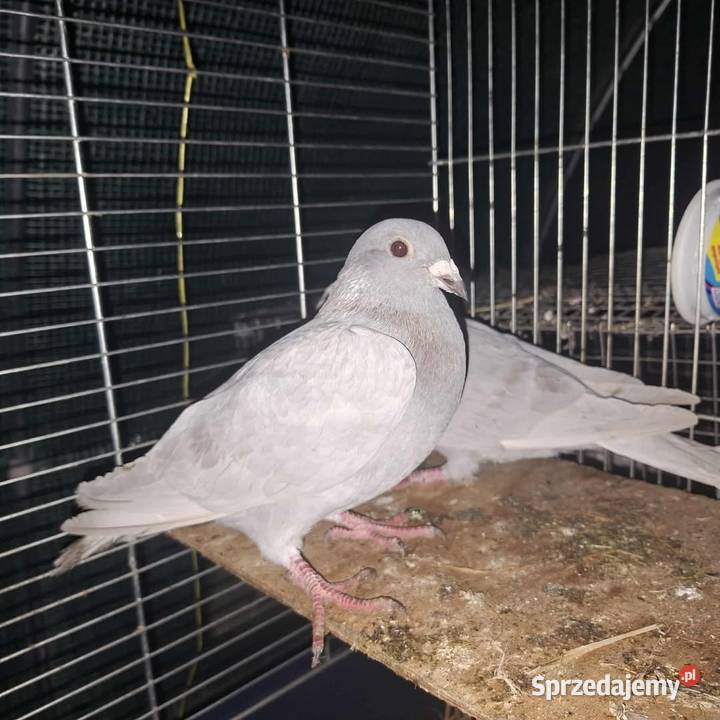 Golebie Niedrzwica Duża