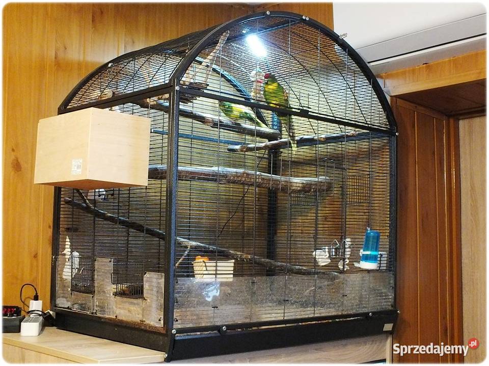 Papugi Modrolotki Kozy Parka legowa Samiec i Lubsko