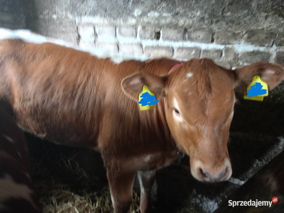 Sprzedam Jałoszkę Ostrołęka