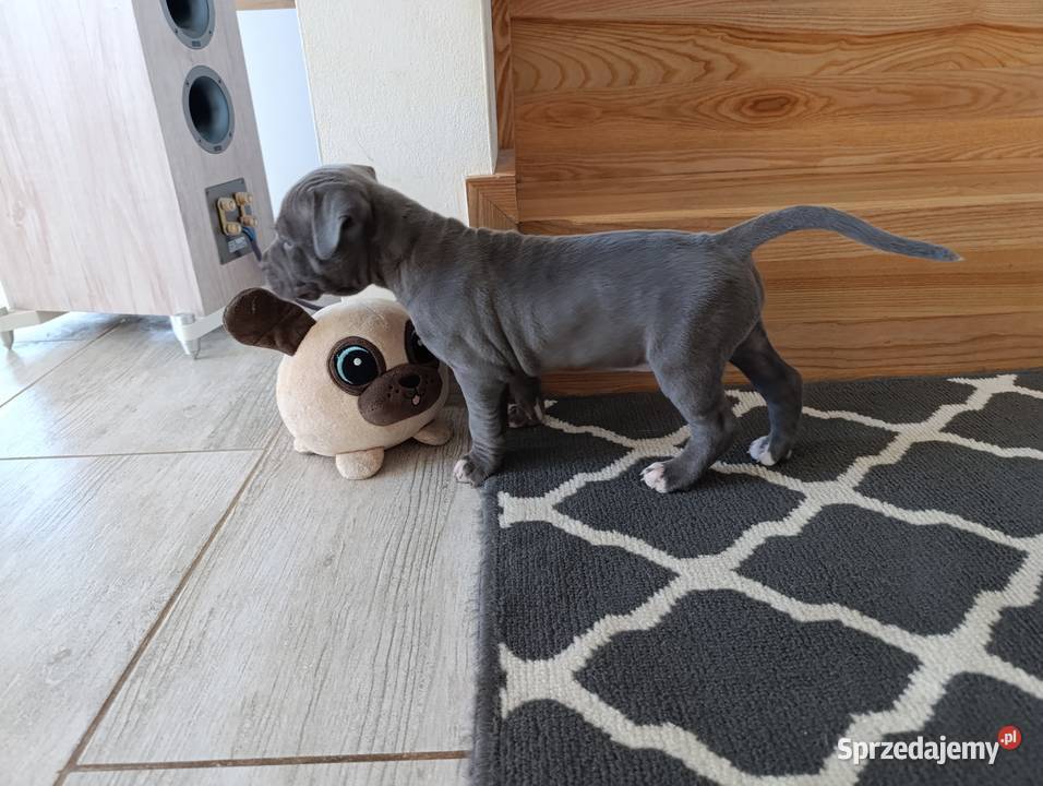 Amstaff błękitne szczenięta Płock