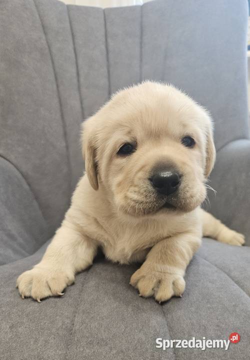 Labrador retriever Zkwp FCI śląskie Lgota Mała