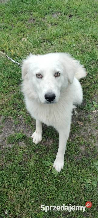 Owczarek Podhalański dolnośląskie Gromadka