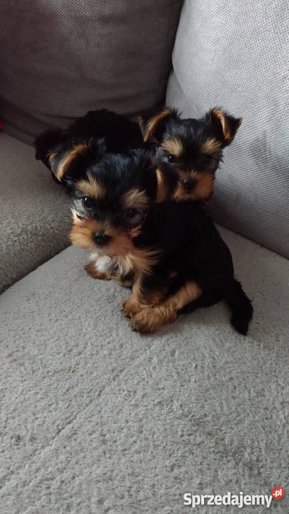 Yorki sprzedam nie miniaturki Psy