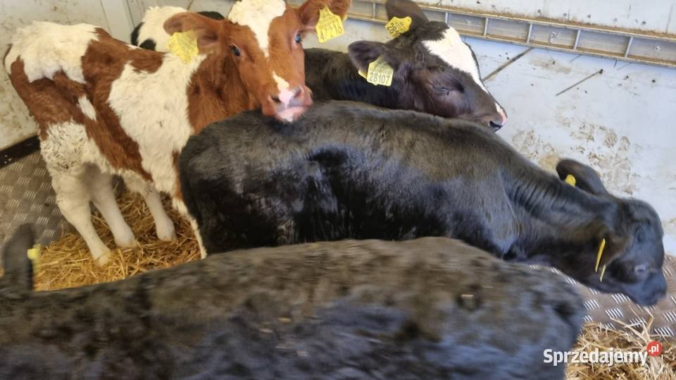 Sprzedam Byczki POLSKIE Kalisz
