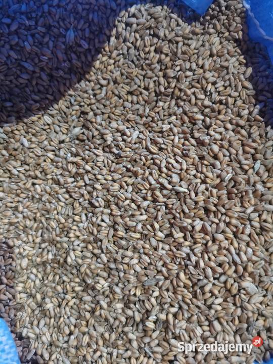 Pszenica ozima 2025 świętokrzyskie Korczyn sprzedam
