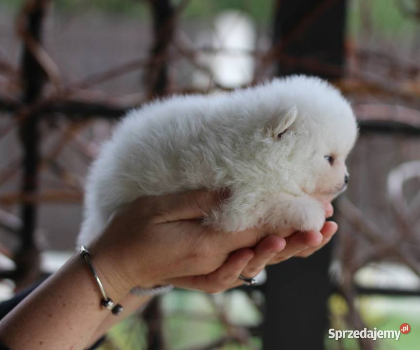 Pomeranian malutki piesek XS FCI Konstantynów Łódzki