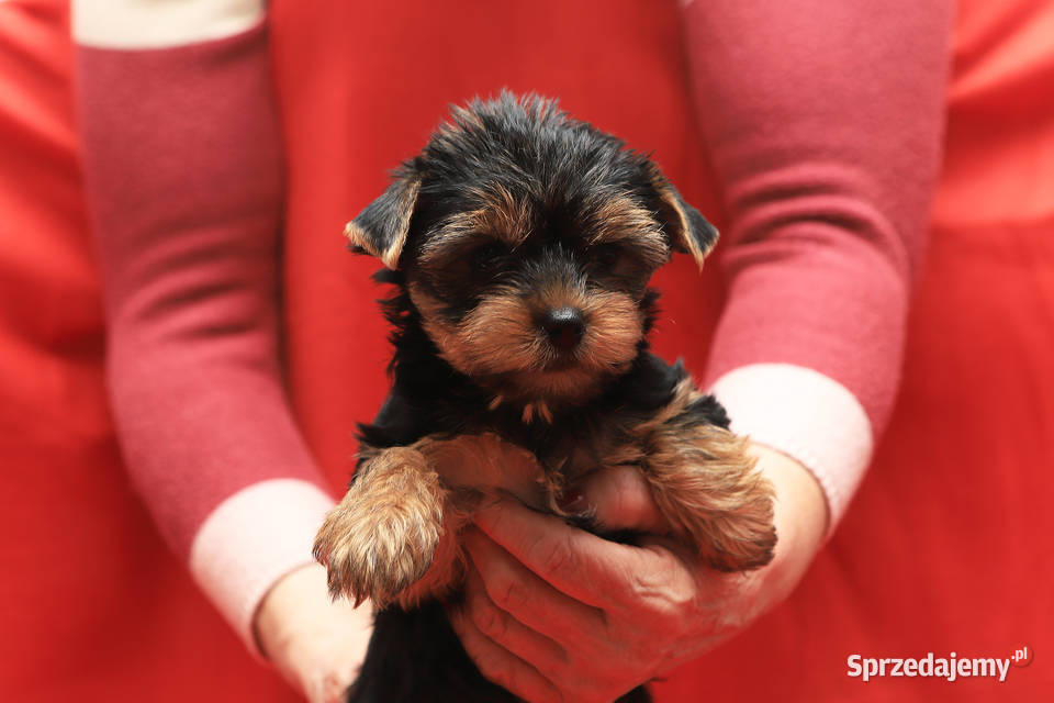Alutka i siostry Yorkshire Terrier Oława