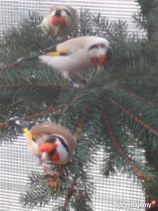 szczygły syberyjskie Ptaki Chudów