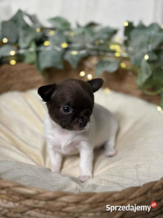 Suczka Chihuahua BiałoCzekoladowa Chihuahua Częstochowa sprzedam