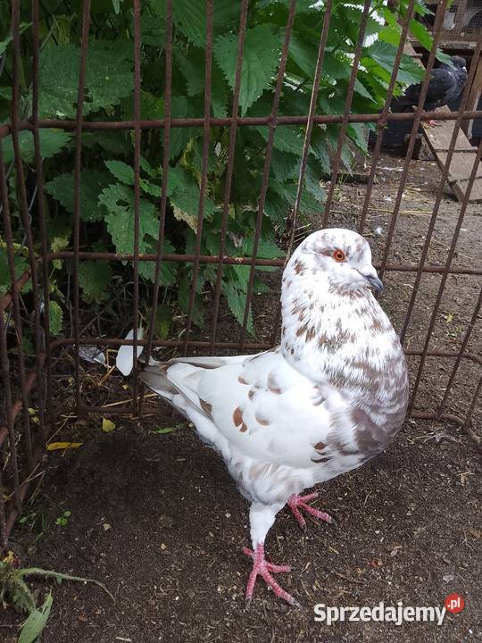 mam na sprzedaż gołębie kingi Myszków