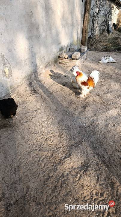 Jajka lęgowe Brahmy olbrzymiej