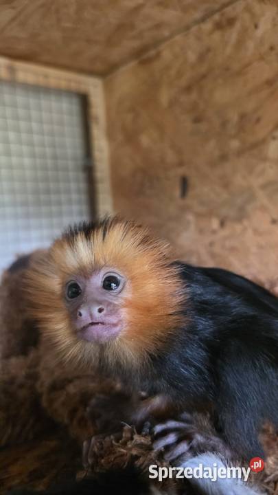 Marmozeta Lwiatka złotogłowa Leontopithecus Katowice