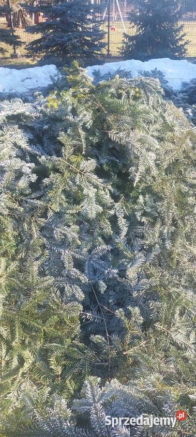 Drobne gałązki Stroisz Jodła pospolita Osuchów