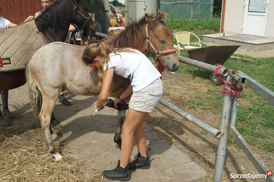 KUC Walijski KOŃ odsadek śliczny tarant Żnin sprzedam