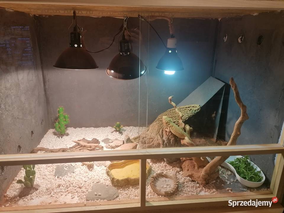 sprzedam 2 agamy brodate z terarium Kwidzyn